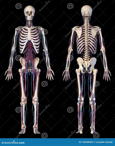 Anatomy Of Arteries In Human Body