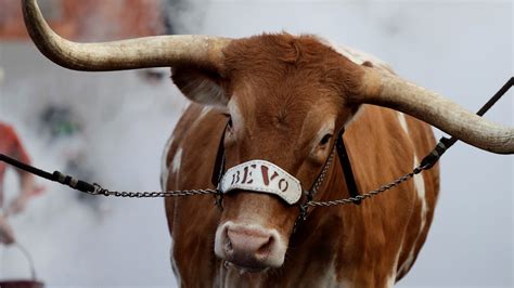 A Longhorns Game Day In The Life Of Bevo Xv