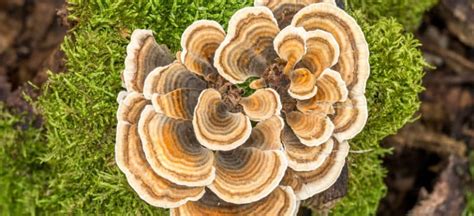 turkey tail mushroom benefits uses and recipes dr axe