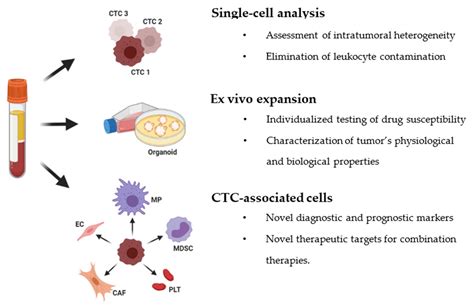 Cancers Free Full Text Circulating Tumor Cells From Enumeration To