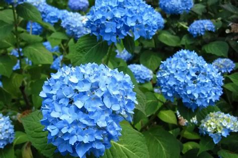 20 Perennials For Shade That Bloom All Summer With Pictures