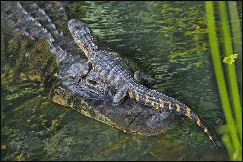 Everglades Wildlife Raymond Gehman Photography