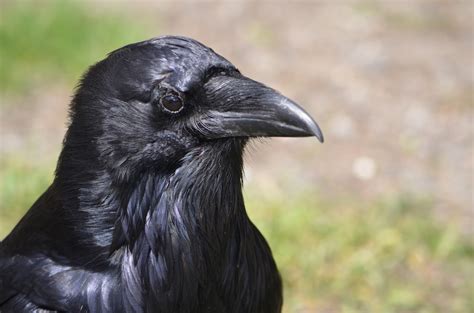 Closely related, both ravens and crows are species of the genus corvus. My Bird Blog: Common Raven