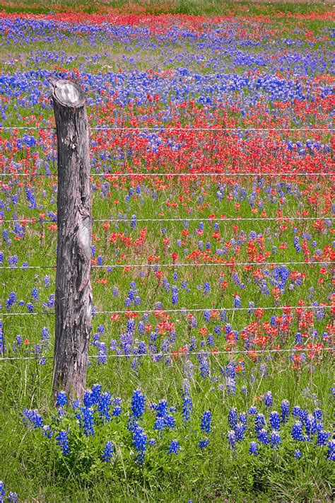 Texas Bluebonnets And Paintbrush Wildflowers Landscape Flowers Blue Bonnet Photograph By Jon