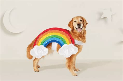 Dog In Rainbow Costume Rainbow Dog Dog Halloween Costumes Diy Dog