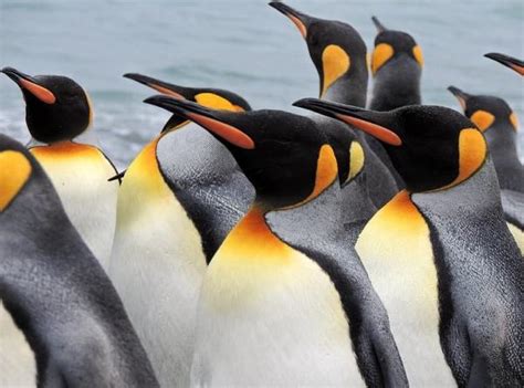25 Animales De La Antártida Nombres Características Y Fotos