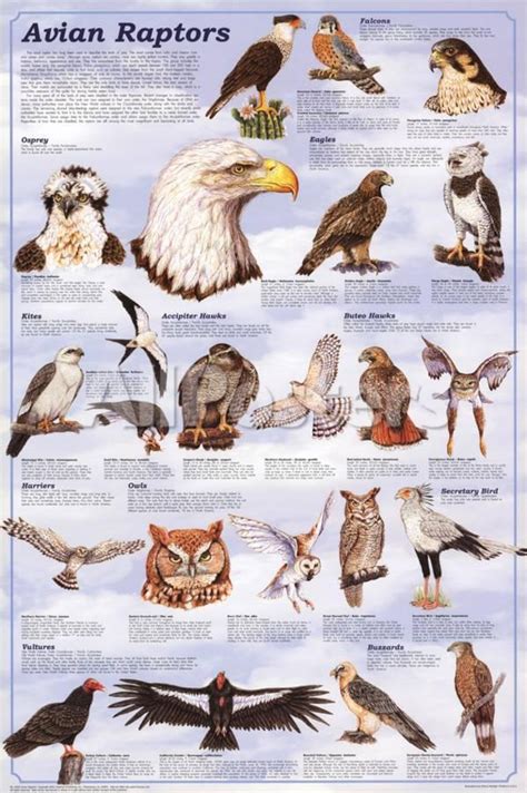Avian Raptors Birds Of Prey Educational Science Chart Poster Posters