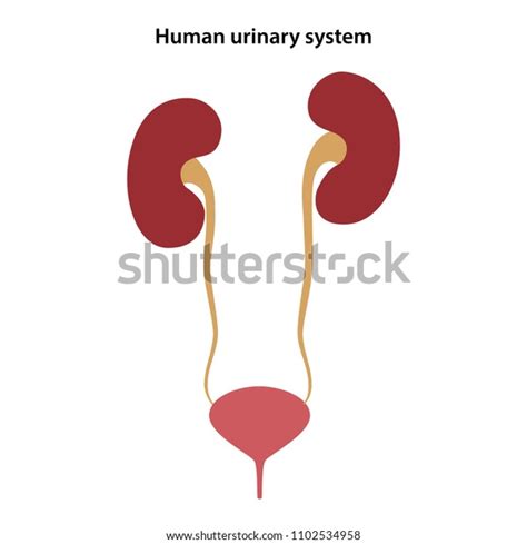 Human Urinary System Vector Illustration Stock Vector Royalty Free