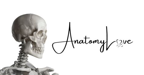 Anatomylove