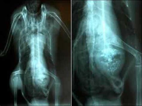 The Weirdest X Rays Ever 20 Pics