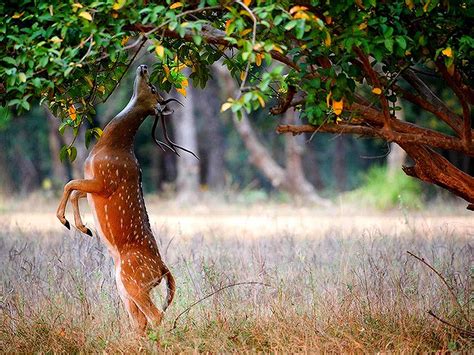 Beautiful Frog Wallpaper Download for free: October 2015