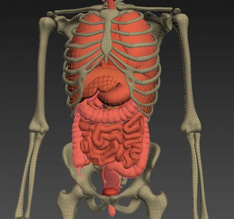 Text bones, skeleton, biology, skull, shoulder, science, medical, skeletal, bone, clavicle, medicine, human anatomy, human skeleton, human bones Human anatomy: animated skeleton and internal organs 3d model - CGStudio