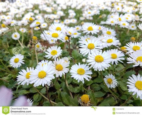 Daisies Flowers In Spring Green Lawn For Nature Stock Image Image Of