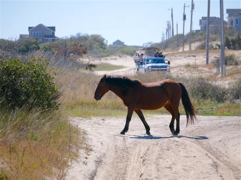 How To See Wild Horses In The Outer Banks Of North Carolina