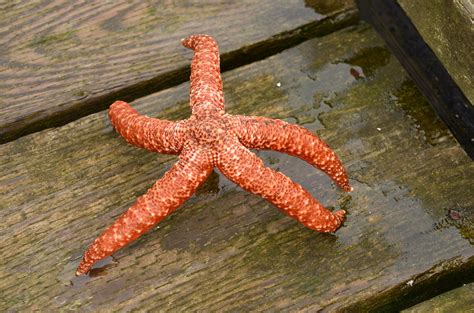 Ochre Sea Star Pisaster Ochraceus Asteriidae Gulf Islands Flickr