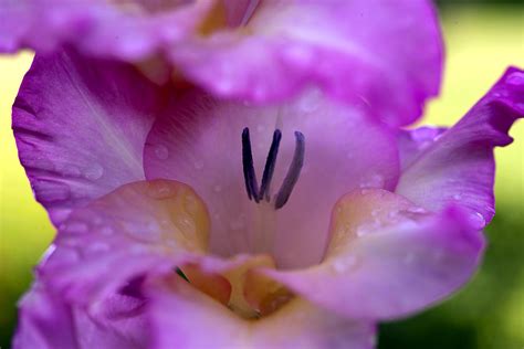 Pink Gladiola Photograph By Christopher Mcphail