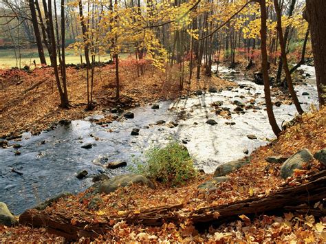 Wallpaper Wood River Autumn Stones Leaves Trees Sun Day