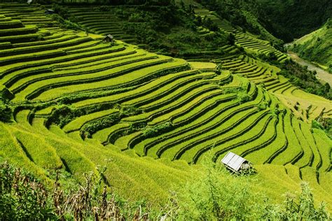 Free Photo Rice Terraces Rice Fields Free Image On Pixabay 276017