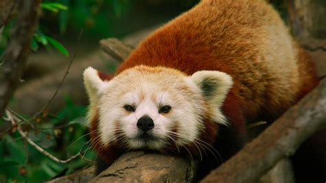 Genetic Study Shows The Red Panda Is Actually Two Separate Species Cgtn