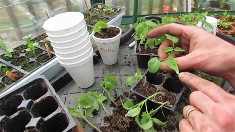 Transplanting Tomato Seedlings Into Cups Acclimation And Potato Leaf