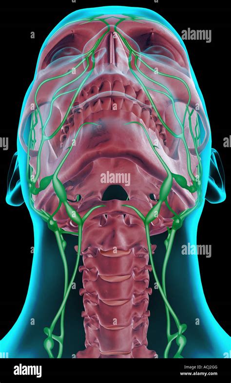 Cervical Lymph Nodes Hi Res Stock Photography And Images Alamy