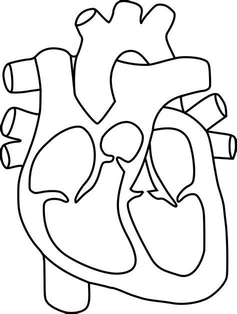 Anatomía Salud Corazón Gráficos Vectoriales Gratis En Pixabay Pixabay