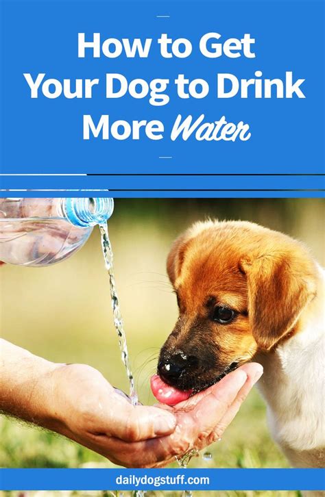 How To Get Your Dog To Drink More Water Dog Training Tips Dog