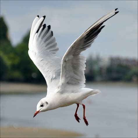 Gull Wings By The River Thames London Borough Of Hammer Flickr