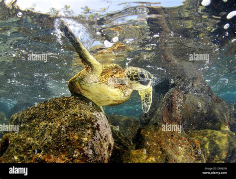 Green Sea Turtle Hawaii Hi Res Stock Photography And Images Alamy
