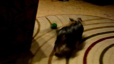 Next, place a treat on the second step and do the same. Yorkie puppy scared of toy - YouTube