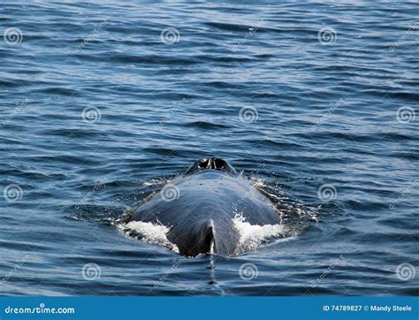 A Whales Blowhole In The Pacific Northwest Stock Image Image Of