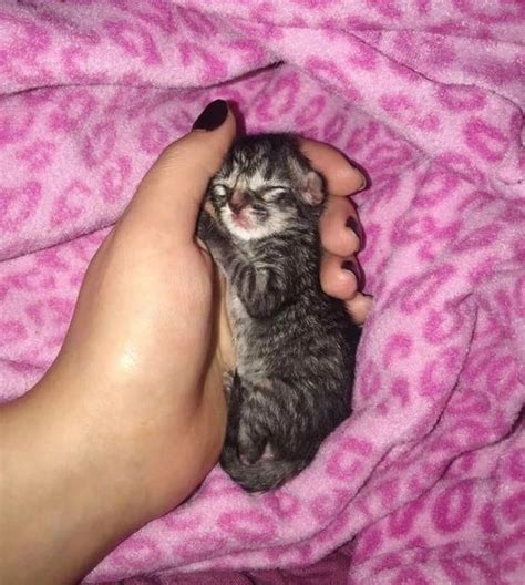 15 Sweet Tiny Kittens Sleeping In Hands Guaranteed To