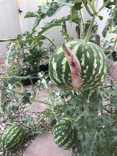Anyone Know Why This Happened To My Sugar Baby Watermelon Im Growing