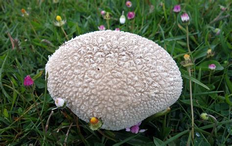 Puffball Paradise Ray Cannons Nature Notes