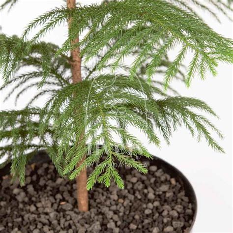 Promo Cemara Norfolk Norfolk Island Pine Araucaria Heterophylla