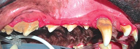 What To Do When Gums Overgrow Their Boundaries Veterinary Practice