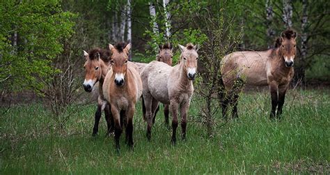 How The Animals Of Chernobyl Thrive In The Radioactive Red Forest