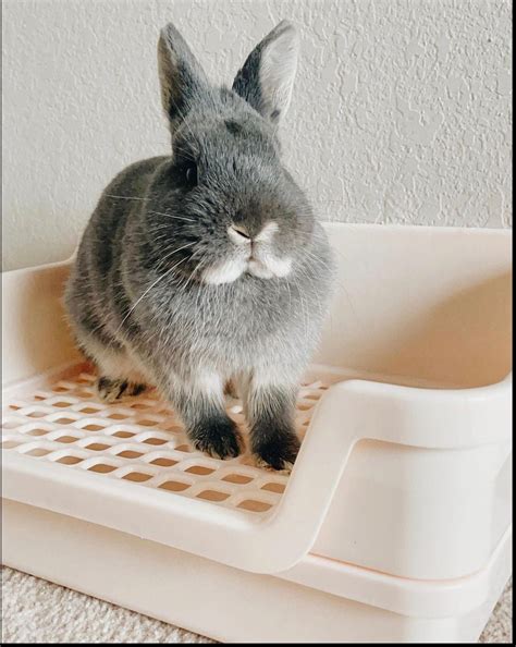 Hoppscotchbun Bumbox Large Rabbit Litter Box W Plastic Grid Etsy Uk