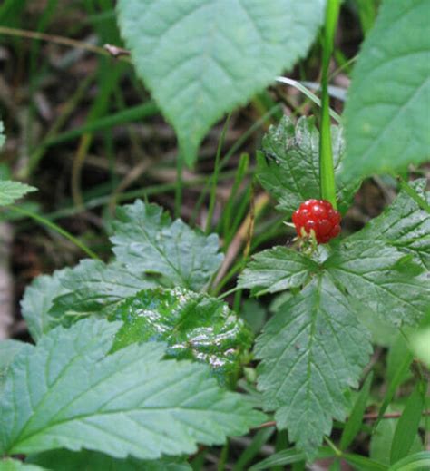 Red Berries Edible Or Not Edible