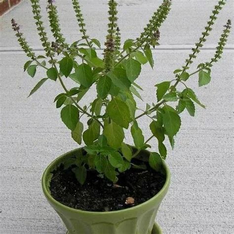 Green Holy Basil Tulsi Plant Ocimum Tenuiflorum At Rs 100plant In Perundurai