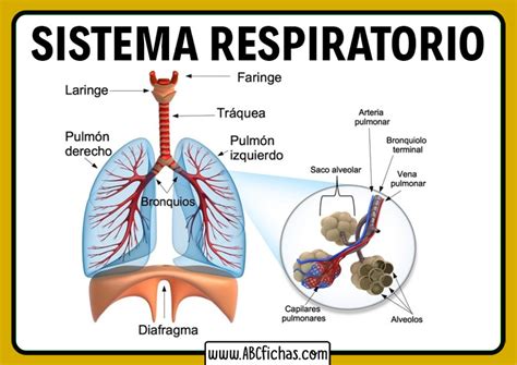 El Sistema Respiratorio Del Cuerpo Humano Partes Y Funcionamiento