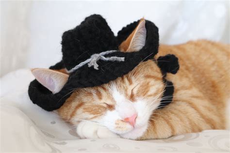 Cat Cowboy Hat Ravelry Cowboy Hat For Cats Pattern By Rebecca Davis