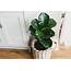 Indoor Plants That Improve Overall Health And Wellness
