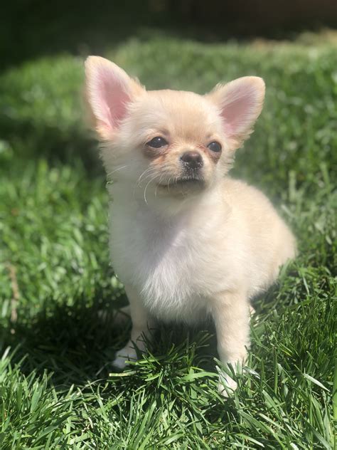 55 Long Haired Chihuahua Breeders Florida Picture Bleumoonproductions