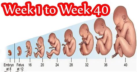 Week 1 Baby Development Dwi Syamsyiati