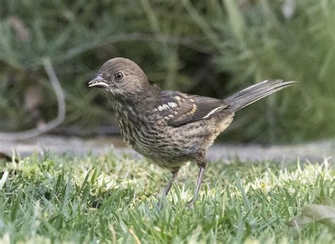 Spotted Towhee — Santa Clara Valley Audubon Society