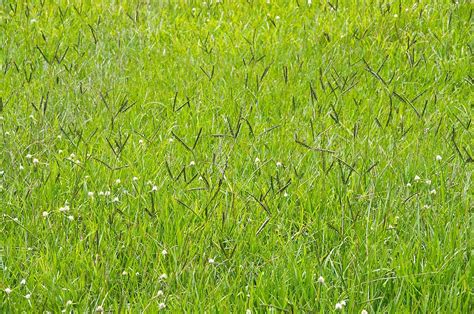 10 Drought Resistant Grasses For Low Maintenance Lawns