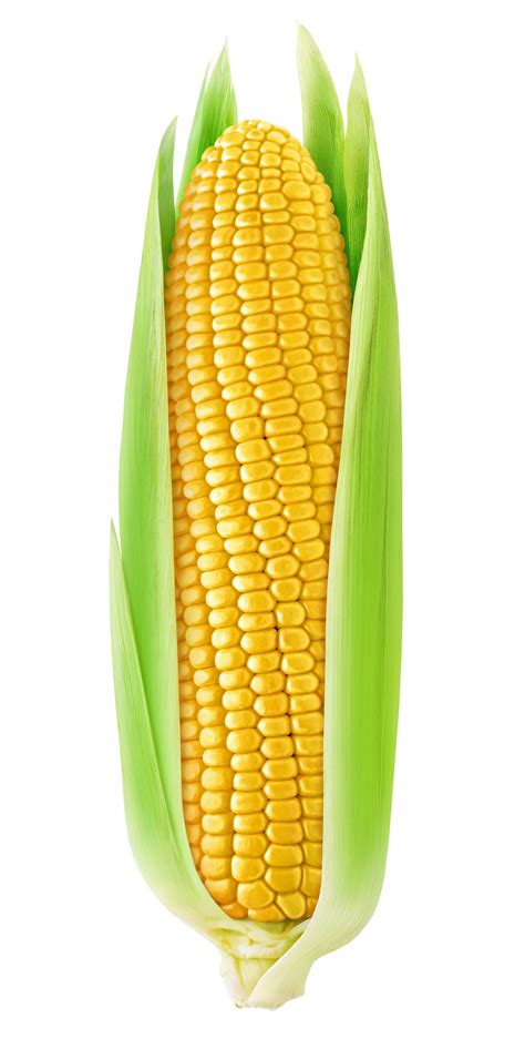 Как нарисовать кукурузу в статье много фото