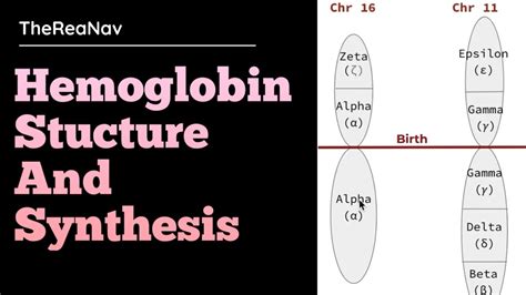 Hemoglobin Stucture And Synthesis Youtube