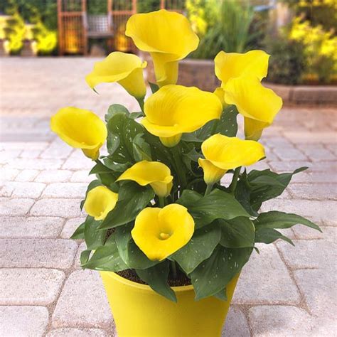 Calla Captain Solo Order Online In Eu Directly From The Netherlands